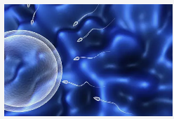 Tips to conceive easily: Sperm cell penetrating the egg